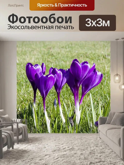 Фотообои Крокус Цветы Фиолетовый