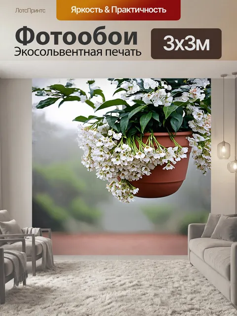 Фотообои хойя белла в полных цветах