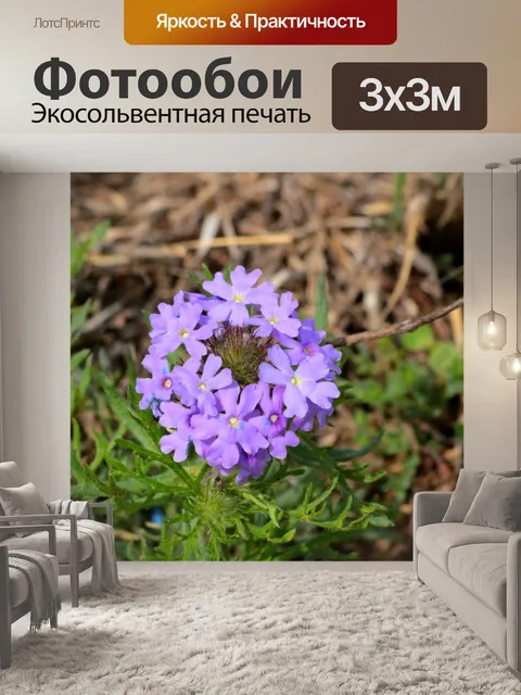 Фотообои Роуз Вербена Уайлдфлауэр крупным планом