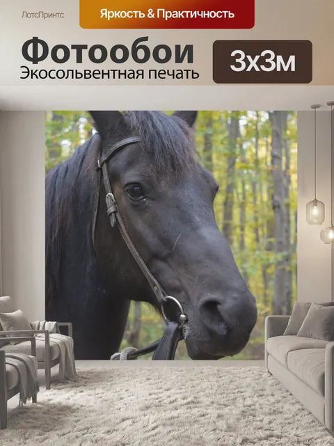 Фотообои Лошадь