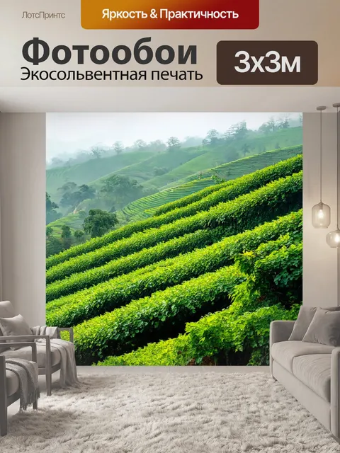 Фотообои китай изображают чайные плантации на склонах холмов, где туман обвивает кустарники