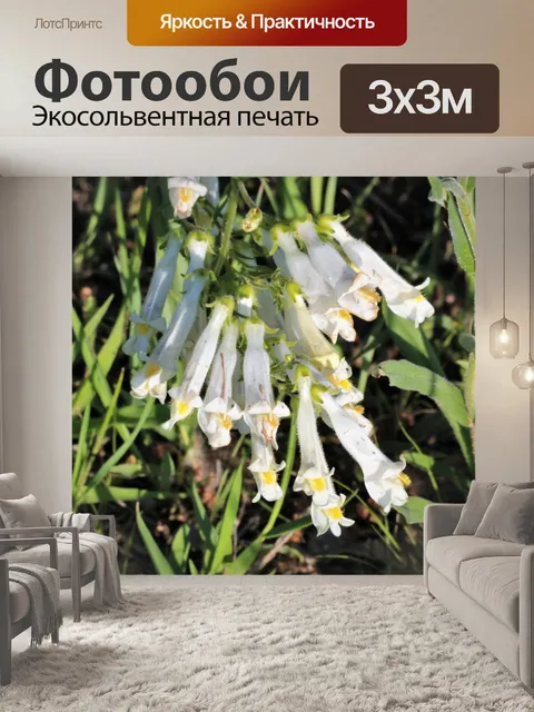 Фотообои Полевые цветы Оклахомы