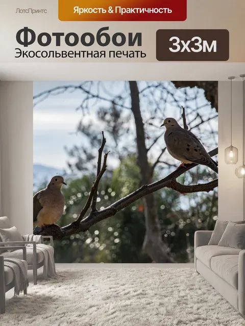 Фотообои Пара траурных голубей на ветке