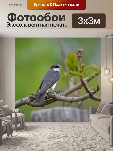 Фотообои Ласточка