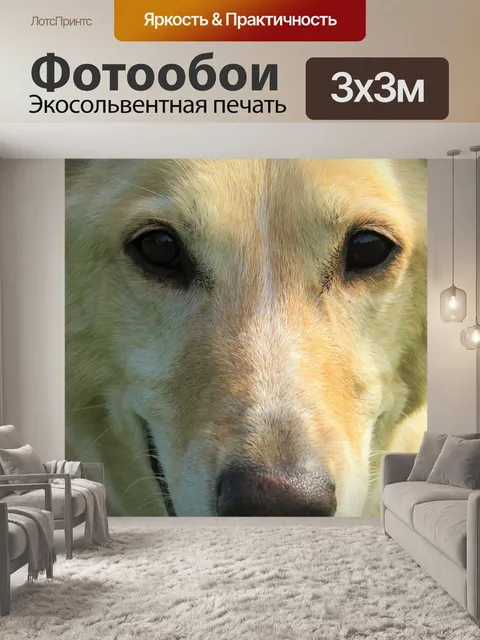 Фотообои Собака