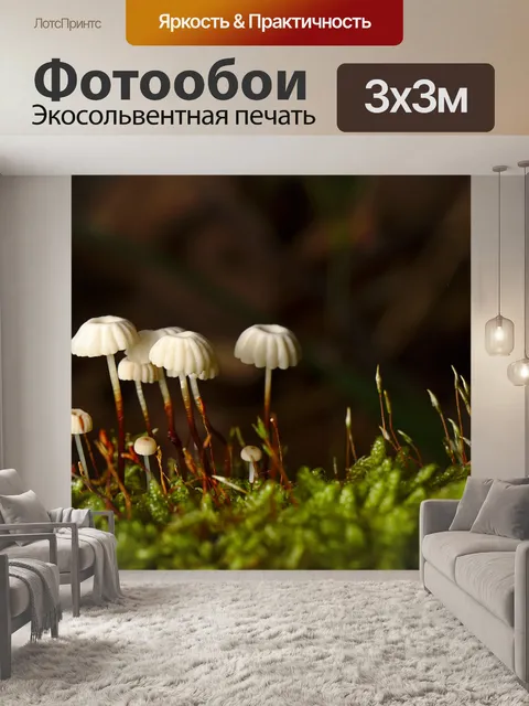Фотообои Гриб
