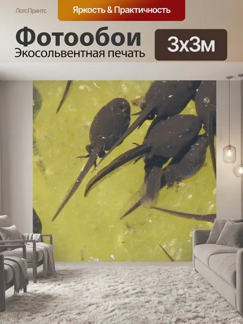 Фотообои Головастиков