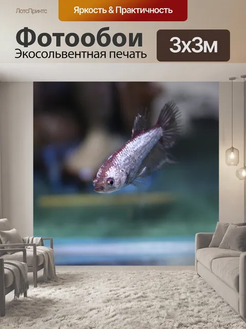 Фотообои Рыбы