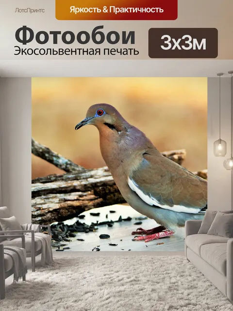 Фотообои Белокрылые Голубь крупным планом