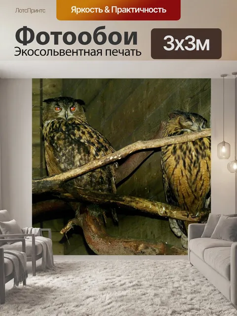Фотообои Сова