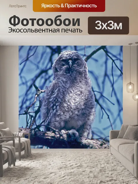 Фотообои Молодые неясыть