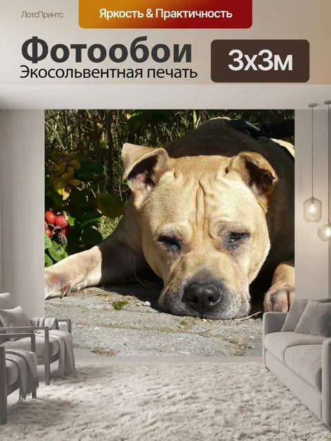 Фотообои Собака