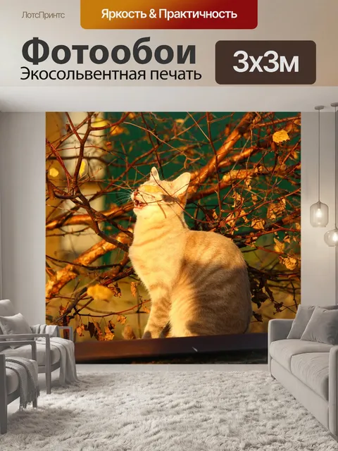 Фотообои Кот
