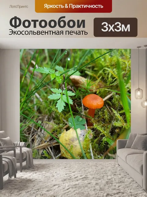 Фотообои Гриб