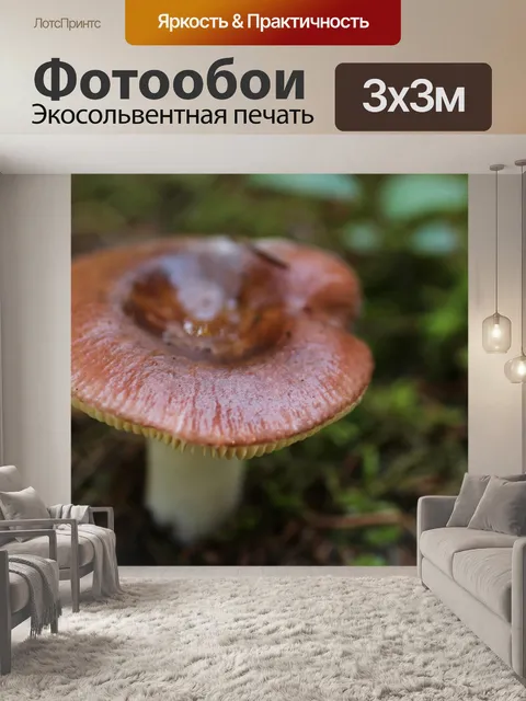 Фотообои Малый коричневый лесных грибов