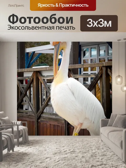 Фотообои Пеликан стоя