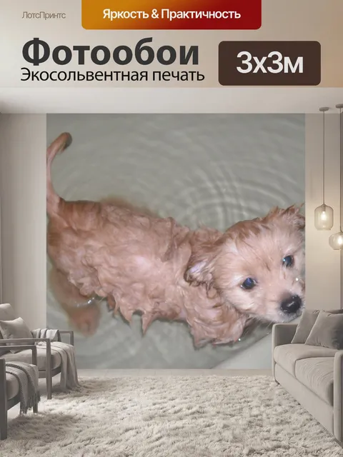 Фотообои Животные мокрый dog