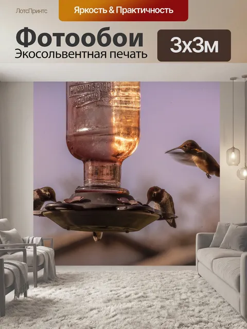 Фотообои Колибри