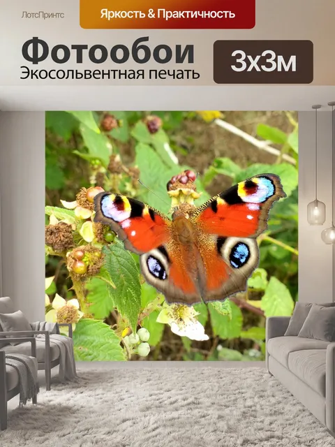 Фотообои Павлин бабочка 1