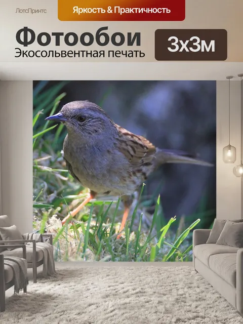 Фотообои Птица