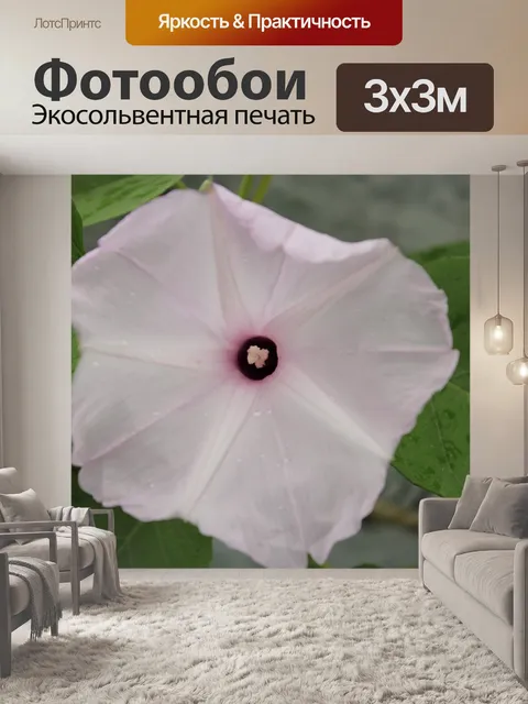 Фотообои светло-розовый цветок