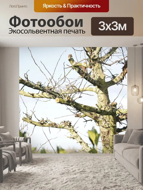 Фотообои Дерево