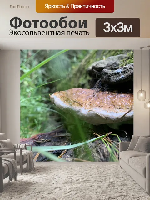 Фотообои Гриб