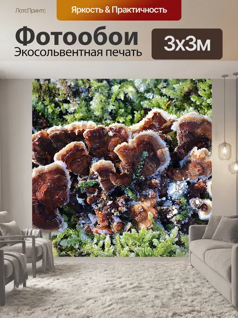 Фотообои Грибы