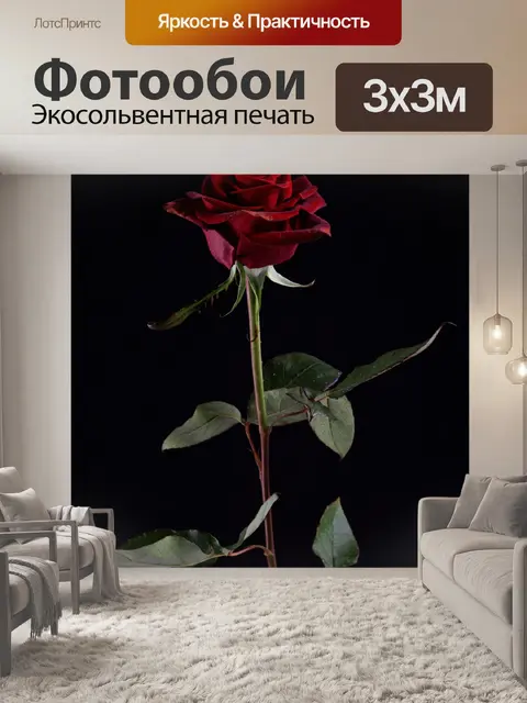 Фотообои Роза