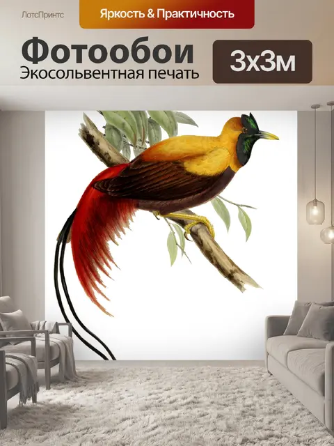Фотообои Райская птица клипарт