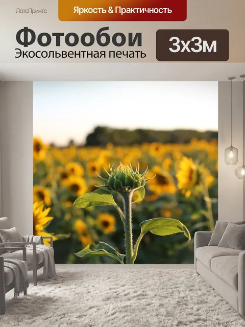 Фотообои Подсолнечник