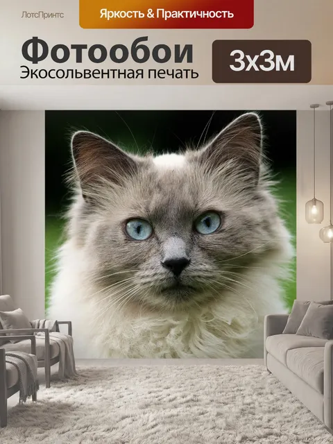 Фотообои Кошка