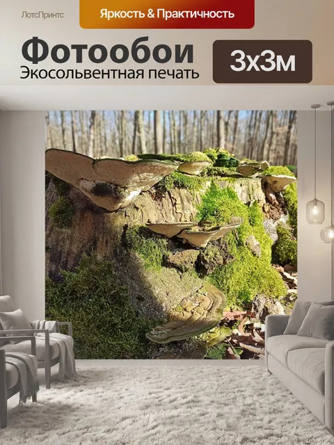 Фотообои Пень