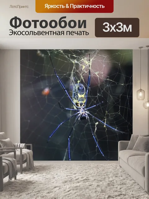Фотообои Вид паука-ткача с золотой сферой