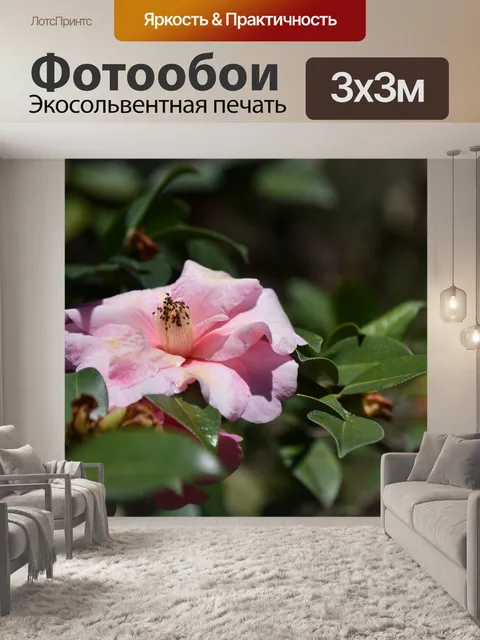 Фотообои Розовый цветок камелии