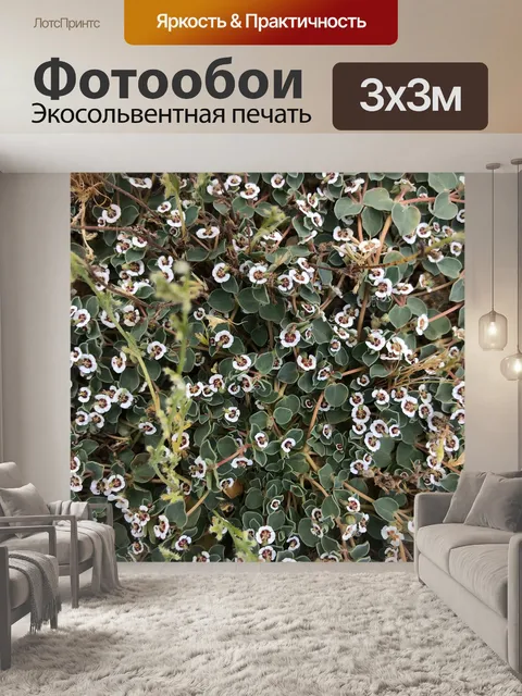 Фотообои Цветы пустыни