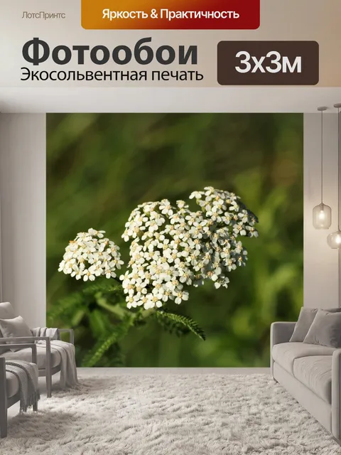 Фотообои Белые Ярро Полевые Цветы