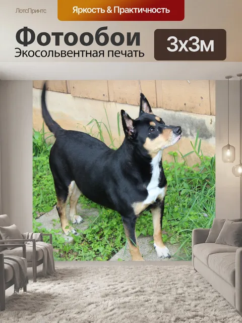 Фотообои Семейная собака, ожидающая ожидания