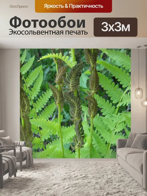 Фотообои Папоротник