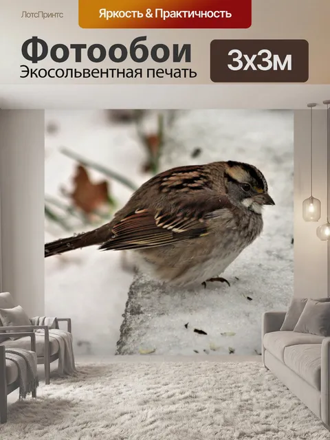 Фотообои Песня Воробей в снегу