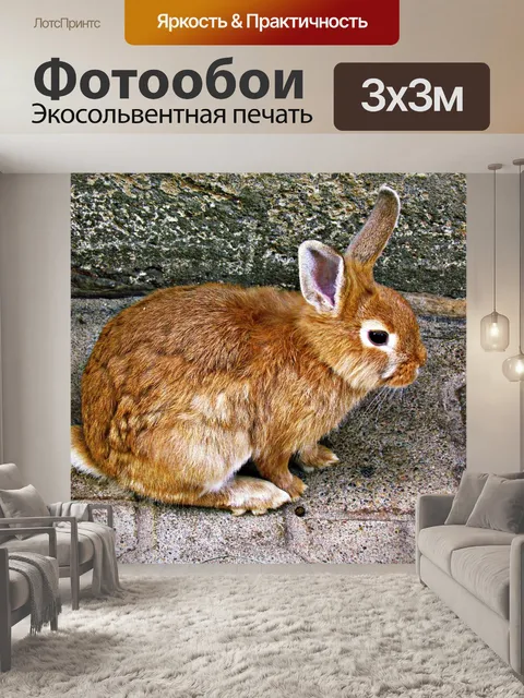 Фотообои Кролик