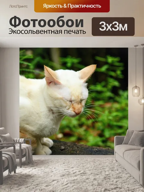 Фотообои Кошка