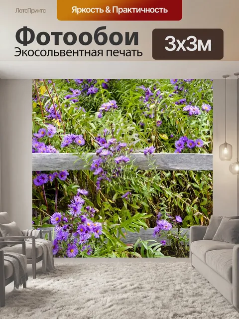 Фотообои Сад Фиолетовый Aster Цветы