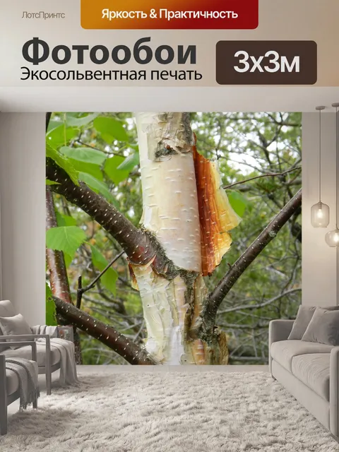 Фотообои Береза 2