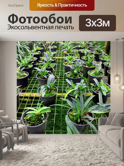 Фотообои Леди тапочка Орхидея Интанон Националь