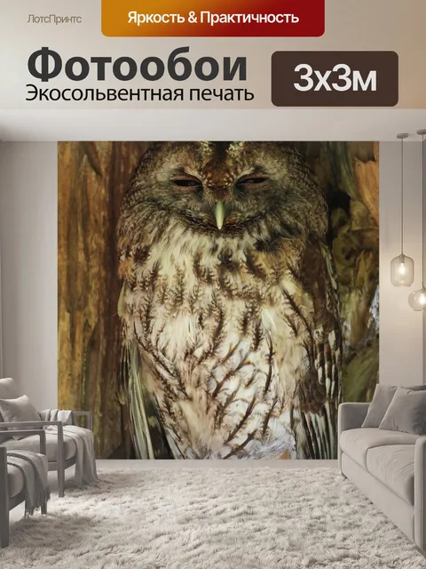 Фотообои Сова