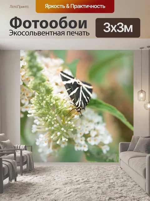 Фотообои Бабочка