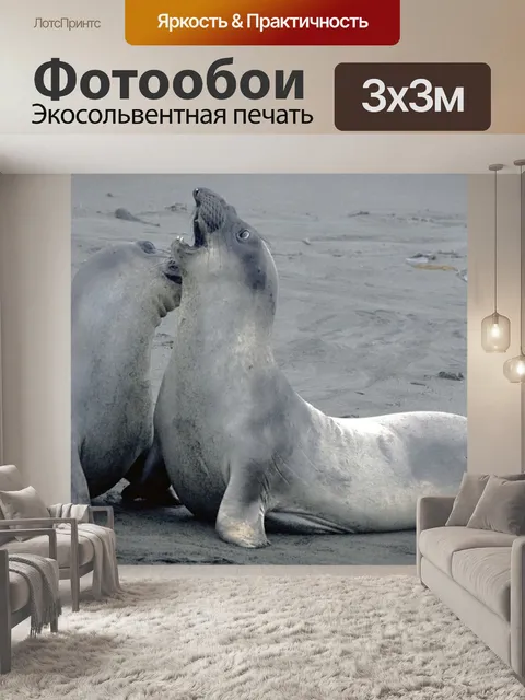 Фотообои Морские слоны