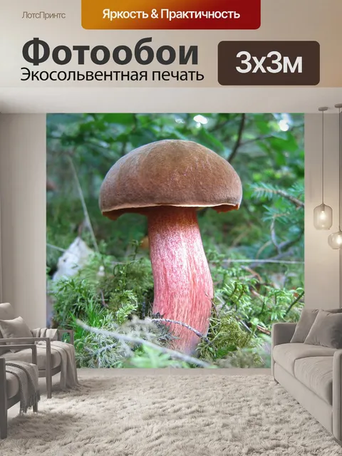 Фотообои Гриб