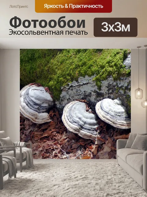 Фотообои Грибы